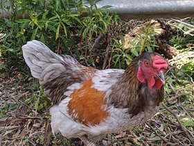 2020-11-19-13-22-19 the rooster we rescued.jpg